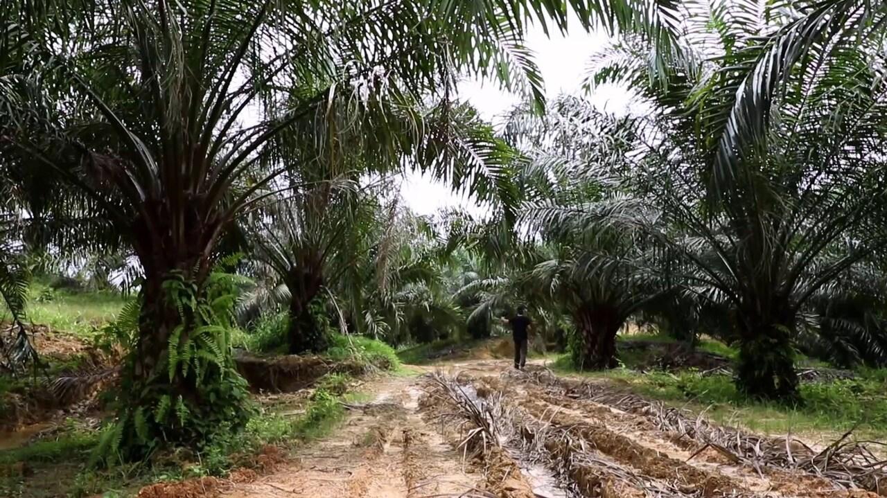 Ho visto lo scandalo dell'olio di palma.