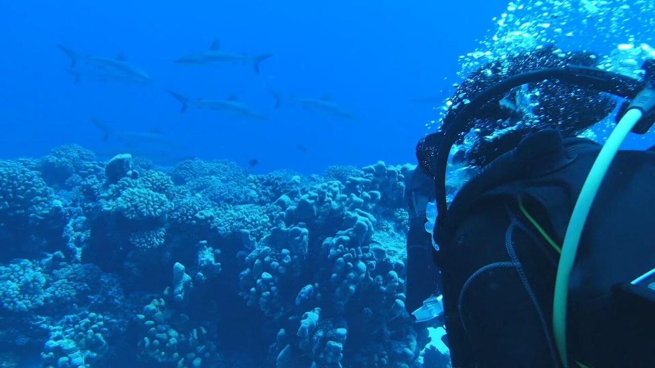 J'ai plongé au milieu des requins