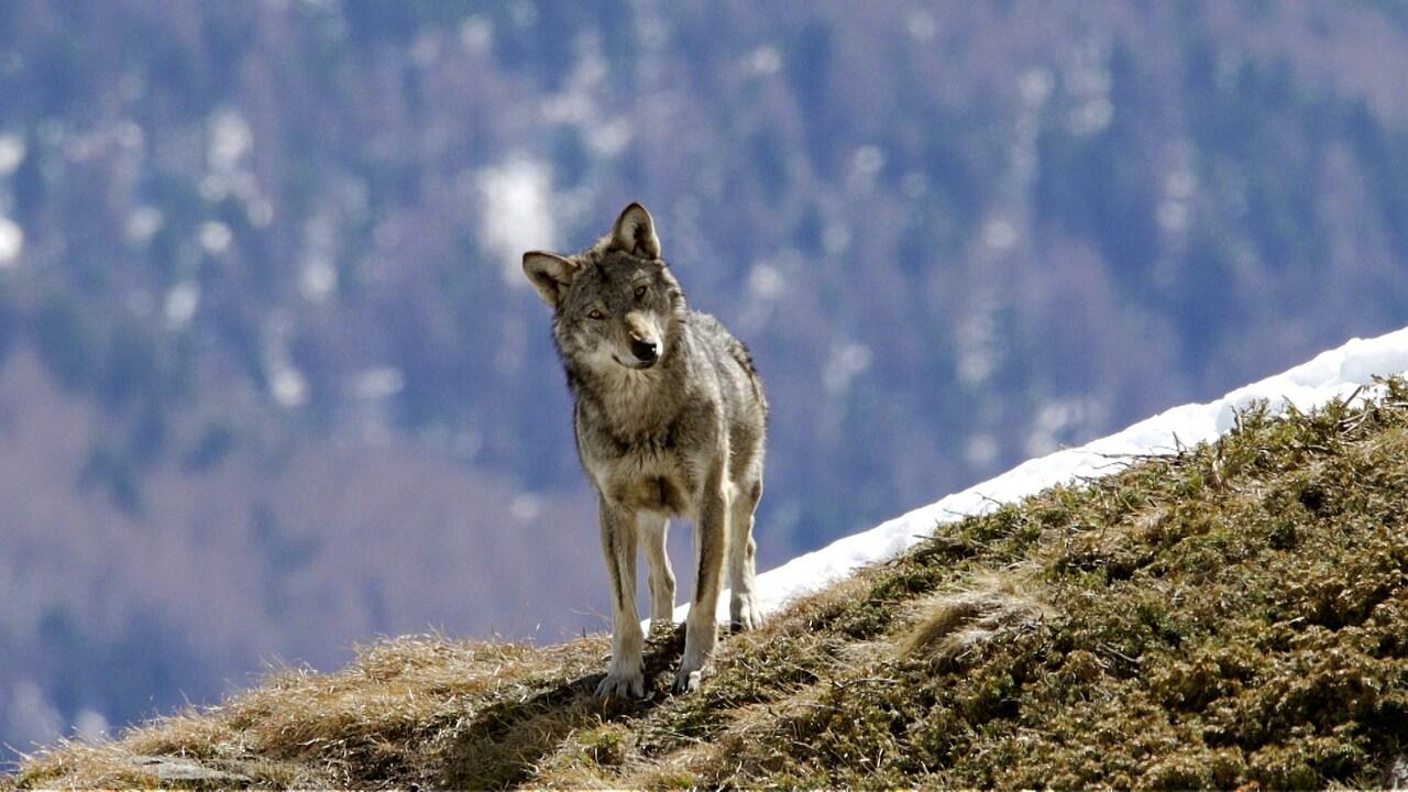Natura in rete - I molti lupi della Svizzera