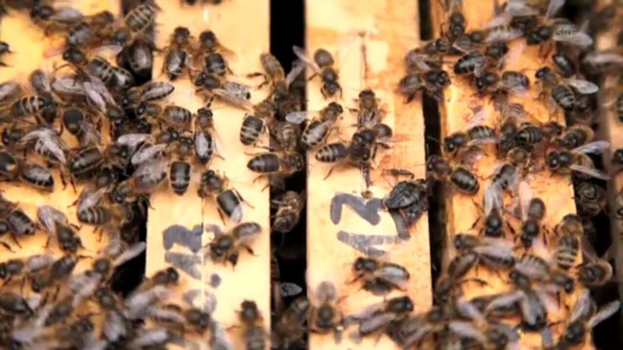 NETZ NATUR - Die Frage der Bienen