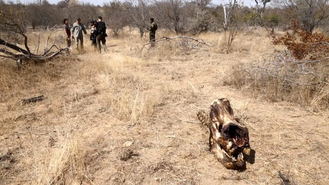 Tués pour des ongles, le massacre des Rhinocéros