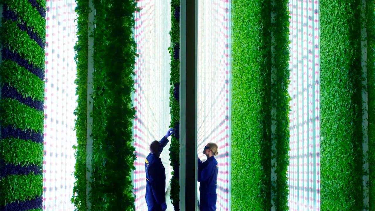 Agricoltura verticale: verdure dal grattacielo