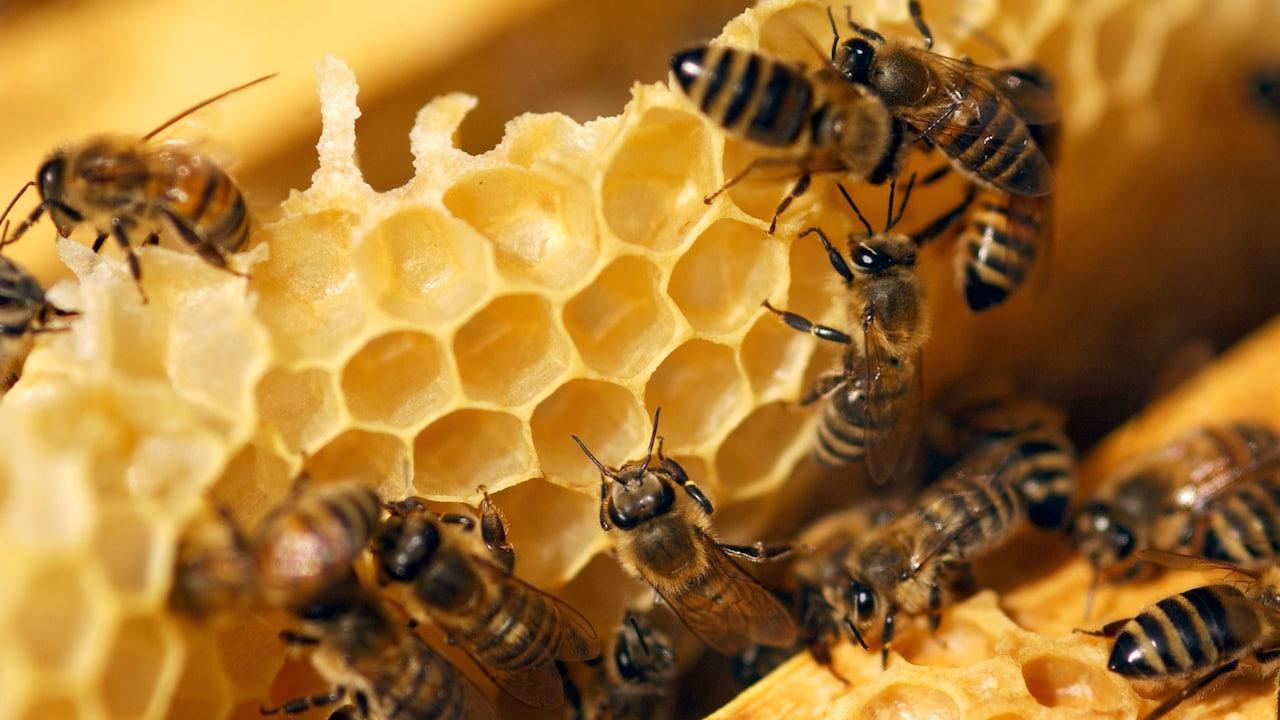Les abeilles sentinelles