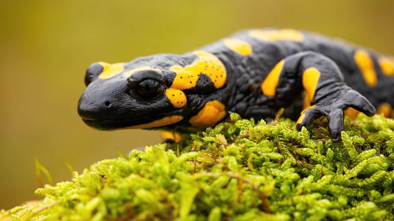 Unsere wilden Freunde - Der Salamander