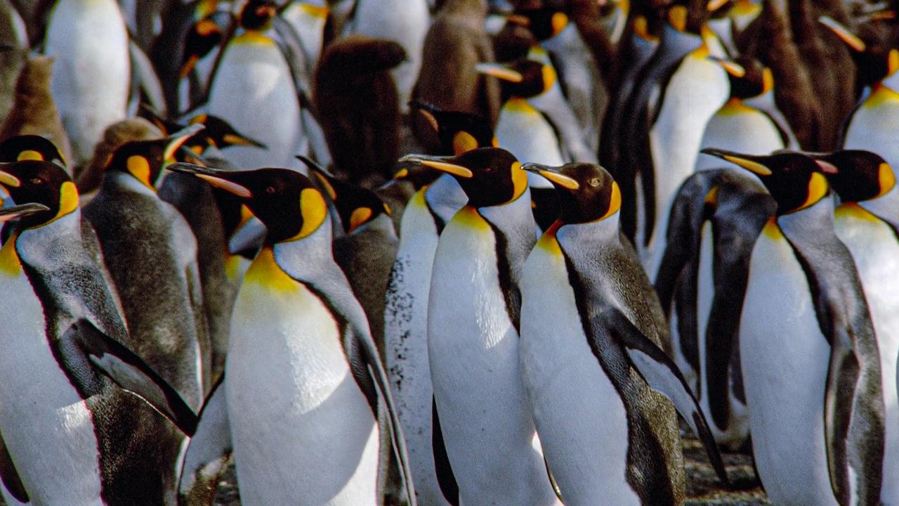 Le congrès des pingouins